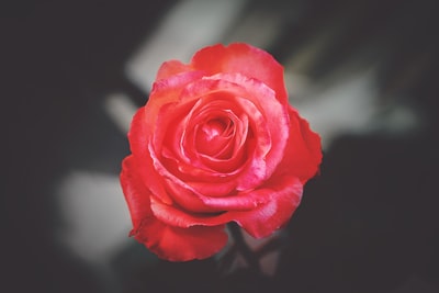 摄影的红玫瑰
